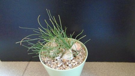 Albuca polyphylla Augrabies Hills