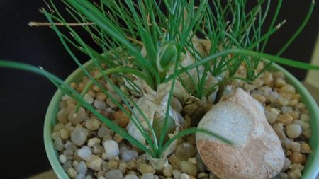 Albuca polyphylla Augrabies Hills