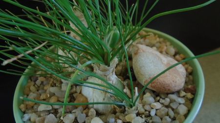 Albuca polyphylla Augrabies Hills