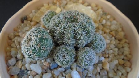 Gymnocalycium bruchii; replantat in 21 mart. 2020
