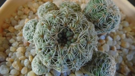 Gymnocalycium bruchii; replantat in 21 mart. 2020
