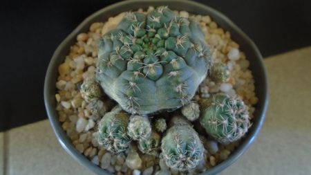 Gymnocalycium bruchii f. brigittae,  Taninga, Argentina