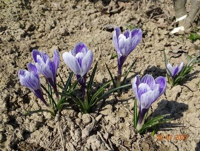 crocus Pickwick