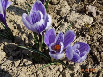 crocus Pickwick