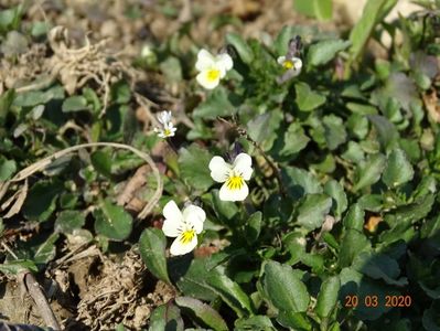 viola arvensis