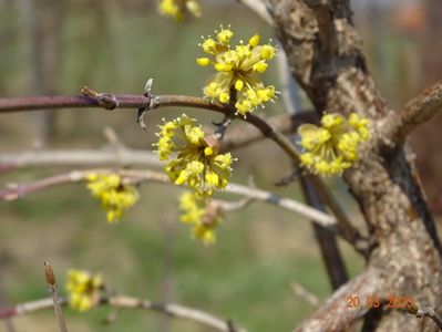 cornus mas