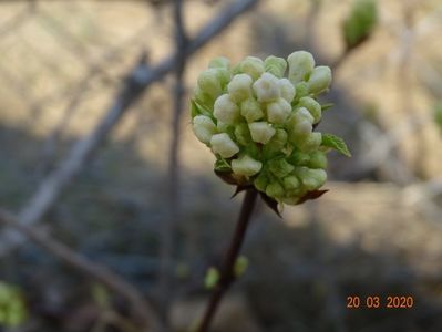 viburnum farreri Candidissimum