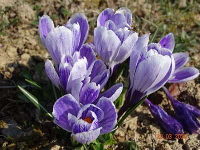 crocus Pickwick