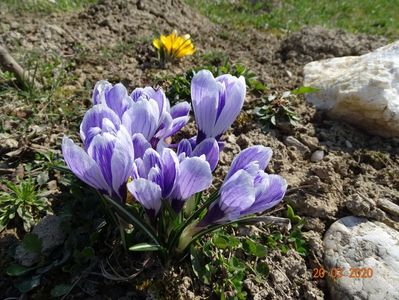 crocus Pickwick