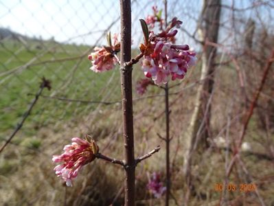 viburnum bodnantense Dawn