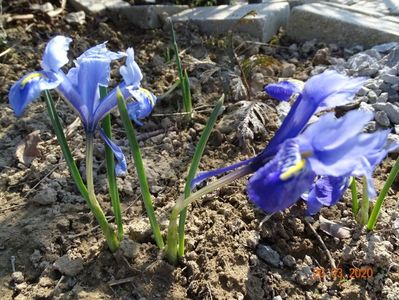 iris reticulata Alida