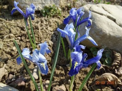 iris reticulata Alida