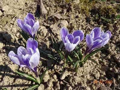 crocus Pickwick