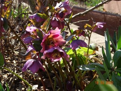 helleborus orientalis