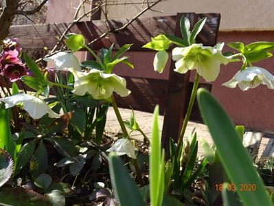 bebe helleborus