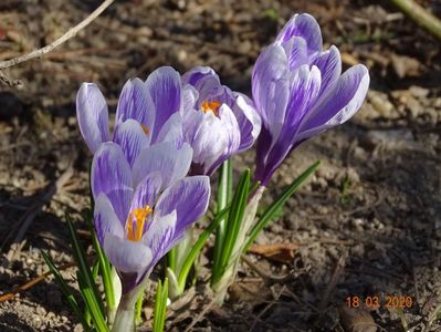 crocus Pickwick