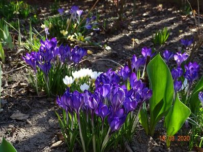 crocus Ruby Giant