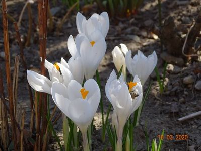 crocus Jeanne d'Arc