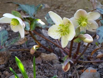 helleborus Candy Love