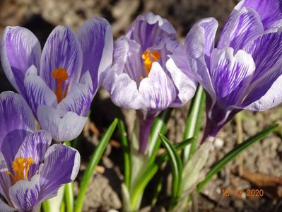 crocus Pickwick