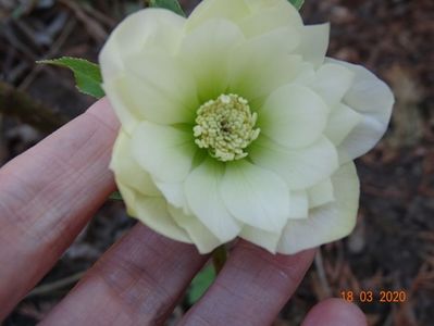 helleborus Double White