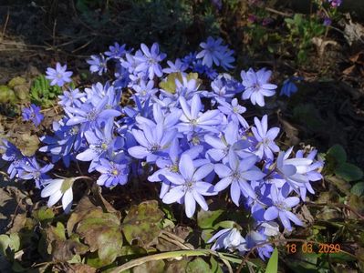 hepatica transsilvanica