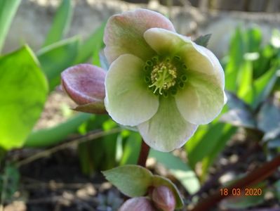 helleborus Ivory Prince