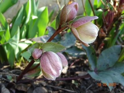 helleborus Ivory Prince