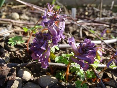 corydalis solida