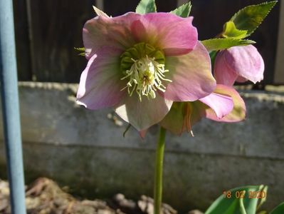 bebe helleborus