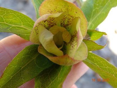 helleborus Double Green Spotted