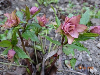 helleborus Double Crown Rose