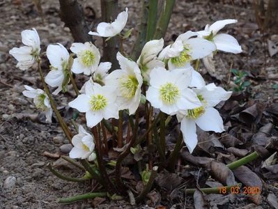 helleborus niger