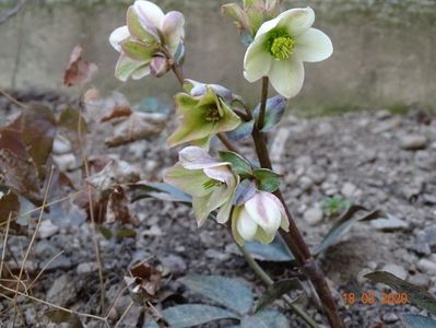 helleborus Emma