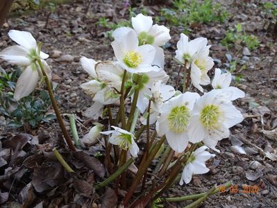 helleborus niger