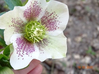 helleborus White Lady Spotted