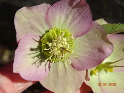 bebe helleborus