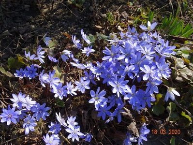 hepatica transsilvanica