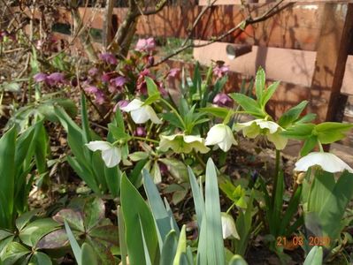 bebe helleborus