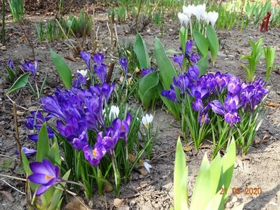 crocus Ruby Giant