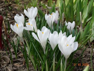 crocus Jeanne d'Arc