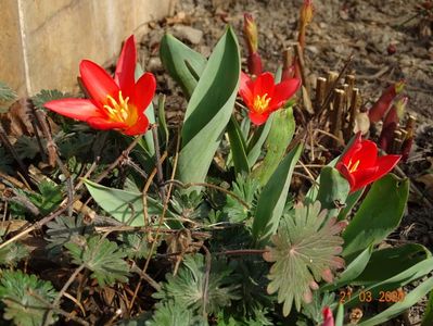 tulipa Scarlet Baby