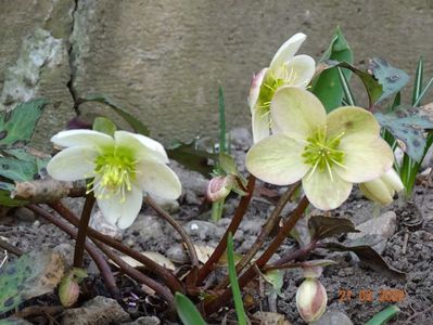 helleborus Candy Love