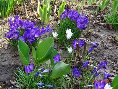 crocus Ruby Giant