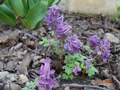 corydalis solida