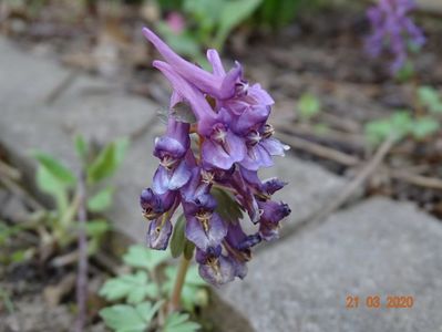 corydalis solida