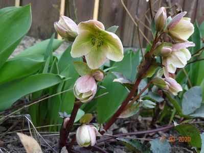 helleborus Ivory Prince