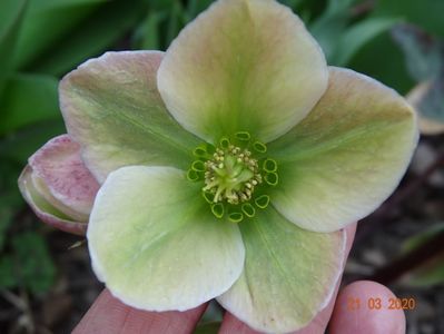 helleborus Ivory Prince