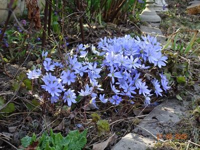 hepatica transsilvanica