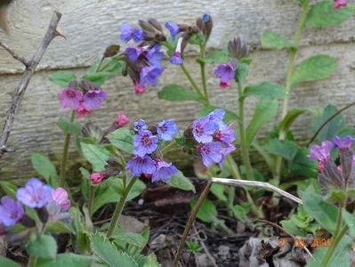 pulmonaria officinalis